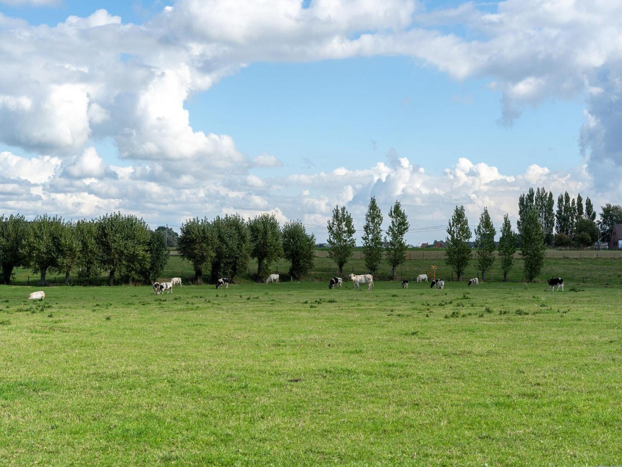 Spacious Holiday Home With Pond In Poperinge Roesbrugge-Haringe ภายนอก รูปภาพ